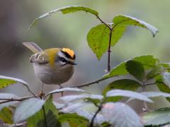 Vuurgoudhaan  Die leuke vuurgoudhaantjes hebben een heel leuk kruintje. Zijn ze op hun gemak dan zijn de veertjes daar geheel plat op het kopje gelegd met slechts in beeld een geel streepje midden op. Zijn ze geagiteerd dan verandert het gele streepje in een groot opengevouwen geel signaal. Bij mannetjes kan er zelfs flink een rode tint in het geel zitten. Ze leven bijna uitsluitend in het oosten van ons land, Zundert ligt zowat op de verspreidingsgrens, Het gaat best goed met hun. De l