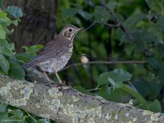 Zanglijster  Gisteren liet ik een lijster, een Turdus, zien die we alleen in de winter zullen aantreffen, namelijk de koperwiek. Anders is dat met deze Turdus philomelos ofwel zanglijster. Deze zien we het hele jaar door. Zowel in het bos als in onze tuinen. Zijn mooie zang maakt hem een aangename gast. De zanglijster is kleiner dan de meer schaarse grote lijster. Staat ook minder rechtop, oogt minder wit, heeft v-vormige vlekken op borst en buik. Hier een eerstejaars vogel denk ik.