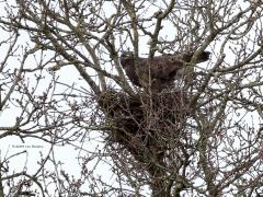 Buizerd  20240219  Vorige week zag ik een buizerd landen in een nest hoog in een boom. Nu nog zonder bladeren kun je zo'n nest goed zien. Betreft het een slechts nieuwsgierige buizerd die eens een kijkje kwam nemen, of wordt het een broedgeval. Ik denk van niet omdat de boom te vrij staat? Maar wel iets om in de gaten te houden.