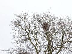 Buizerd  20240219  Vorige week zag ik een buizerd landen in een nest hoog in een boom. Nu nog zonder bladeren kun je zo'n nest goed zien. Betreft het een slechts nieuwsgierige buizerd die eens een kijkje kwam nemen, of wordt het een broedgeval. Ik denk van niet omdat de boom te vrij staat? Maar wel iets om in de gaten te houden.