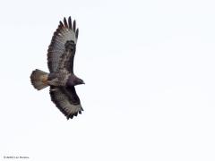 Buizerd  20240219  Vorige week zag ik een buizerd landen in een nest hoog in een boom. Nu nog zonder bladeren kun je zo'n nest goed zien. Betreft het een slechts nieuwsgierige buizerd die eens een kijkje kwam nemen, of wordt het een broedgeval. Ik denk van niet omdat de boom te vrij staat? Maar wel iets om in de gaten te houden.