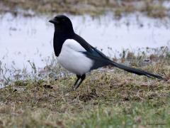 Ekster  20240227  Niet de makkelijkste vogel om te fotograferen. Ze zijn slim, schuw en achterdochtig. Logisch want er wordt op gejaagd. Maar ook het verenkleed is lastig met dat diepe zwart en perfecte wit. Moeilijk om die tinten op de foto tot hun recht te laten komen.