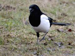 Ekster  20240227  Niet de makkelijkste vogel om te fotograferen. Ze zijn slim, schuw en achterdochtig. Logisch want er wordt op gejaagd. Maar ook het verenkleed is lastig met dat diepe zwart en perfecte wit. Moeilijk om die tinten op de foto tot hun recht te laten komen.