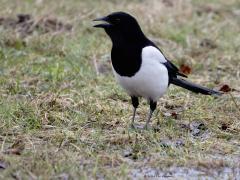 Ekster  20240227  Niet de makkelijkste vogel om te fotograferen. Ze zijn slim, schuw en achterdochtig. Logisch want er wordt op gejaagd. Maar ook het verenkleed is lastig met dat diepe zwart en perfecte wit. Moeilijk om die tinten op de foto tot hun recht te laten komen.