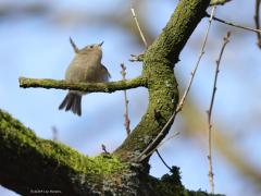 Goudhaan  20240204  Het kleinste vogeltje van Europa woont ook in ons land. Je hebt er wel 200 van nodig om in balans te brengen met een pak suiker. Op een tak van 1 meter passen er wel 12 als ze staartpunt aan snavelpunt gaan staan. Maar dat zul je nooit te zien krijgen want ze zijn ontzettend druk in de weer steeds. Zitten nooit eens even stil. Altijd op zoek naar kleine spinnetjes en dergelijke. Ze zoeken in de regel heel hoog in naaldbomen maar komen af en toe wat lager en ook wel eens in loofbom