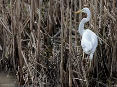 Grote Zilverreiger  20240225  Gistermiddag landde deze grote sneeuwwitte reiger bij de Kleine Beek pal naast de Prinsenbrug. Ik begrijp niet hoe het verenkleed altijd zo perfect schoon wordt gehouden. In de wintermaanden zijn er wel ca. viermaal zo veel in ons land dan midden in de zomer. Sinds ca. 1990 zijn de aantallen sterk gestegen.