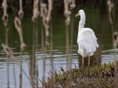 Grote Zilverreiger  20240225  Gistermiddag landde deze grote sneeuwwitte reiger bij de Kleine Beek pal naast de Prinsenbrug. Ik begrijp niet hoe het verenkleed altijd zo perfect schoon wordt gehouden. In de wintermaanden zijn er wel ca. viermaal zo veel in ons land dan midden in de zomer. Sinds ca. 1990 zijn de aantallen sterk gestegen.