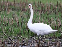 Knobbelzwaan  20240210  Rielsche Heide