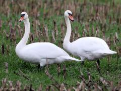 Knobbelzwaan  20240210  Rielsche Heide