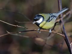 Koolmees  20240209  Een tweede plaats bij onze laatste tuinvogeltelling. Niet verwonderlijk, de soort is dik aanwezig. Vooral in de winter, dan kunnen er wel tot twee miljoen in ons land aanwezig zijn. In de zomer is dat maar een kwart daarvan.