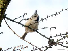 Kuifmees  20240217  Bij ons in Zundert kom je kuifje nog regelmatig tegen. Je vind hem omdat zijn liedje goed te herkennen is. Maar meestal hoog moeilijk zichtbaar in een den. Leuker natuutlijk als hij zich wat lager beter laat zien. Een echte standvogel is het, gaat niet ver op reis. Hoe ouder een dennenbos hoe liever hij het heeft. Het omzetten van naald- naar loofbos is ongunstig voor deze leuke soort.