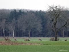 Ree  20240210  Vaak ben je al blij als je 1 ree ziet op je tocht. Vanmiddag kreeg ik er 13 op 1 foto, wel de oortjes mee tellen op de betreffende foto. Het was gewoon midden op de dag, om drie uur om precies te zijn. Wel op grote veilige afstand waardoor de buizerd ook nog even bleef zitten in de boomtop.