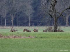 Ree  20240210  Vaak ben je al blij als je 1 ree ziet op je tocht. Vanmiddag kreeg ik er 13 op 1 foto, wel de oortjes mee tellen op de betreffende foto. Het was gewoon midden op de dag, om drie uur om precies te zijn. Wel op grote veilige afstand waardoor de buizerd ook nog even bleef zitten in de boomtop.