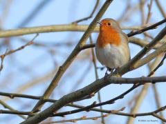 Roodborst  20240215  Tweemaal het roodborstje. Allebei in de vrije natuur. Eentje van achteren met een weiland als achtergrond met slechts een enkel takje, lijkt wel een steriel beeld. Eentje van voor in een drukke struik met blauwe lucht als achtergrond, een veel drukker beeld.