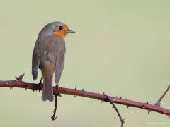 Roodborst  20240215  Tweemaal het roodborstje. Allebei in de vrije natuur. Eentje van achteren met een weiland als achtergrond met slechts een enkel takje, lijkt wel een steriel beeld. Eentje van voor in een drukke struik met blauwe lucht als achtergrond, een veel drukker beeld.