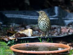 Zanglijster  20240212  De zanglijster laat zijn zang al enkele dagen in het land horen. Tot mijn vreugd hoorde ik hem vanmorgen ook in mijn tuin. Even later zat hij tijdens een licht buitje zelfs even te kijken bij mijn waterschaal. Gauw door het glas afgedrukt. Een heleboel jaren terug heeft er nog eentje in mijn tuin gebroed. Zou geweldig zijn als dat weer eens gebeurde. De kans is echter klein geworden gezien de nieuwe bebouwing met meer steen dan groen.