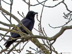 Zwarte kraai  20240206  Een paar dagen terug liet ik een familielid zien met een niet gevederde lelijke snavelbasis. Bij deze zwarte kraai is de snavelbasis wel gevederd. De zwarte kraai is ook een heel andere vogel dan de roek die ik bedoelde. Veel schuwer omdat ie sterk bejaagd wordt. Heeft ook een heel andere levenswijze. Is een rover met heel weinig vrienden.
