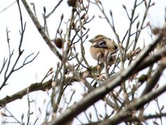 Appelvink  20240329  Vogelbescherming schrijft op hun site: Met zijn bovengemiddelde formaat en sterke snavel, is de appelvink de krachtpatser onder de vinken. Pitten zijn met zijn joekel van snavel eenvoudig te kraken. Die snavel kan tot 50 kilo persen! De soort is schuw en waakzaam, en brengt het grootste deel van de tijd hoog in grote bomen door. De appelvink is redelijk honkvast, en keert vaak jaren achtereen terug naar een locatie waarvan hij weet dat er voedsel te vinden is. Nou d