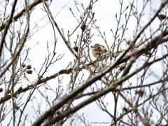 Appelvink  20240329  Vogelbescherming schrijft op hun site: Met zijn bovengemiddelde formaat en sterke snavel, is de appelvink de krachtpatser onder de vinken. Pitten zijn met zijn joekel van snavel eenvoudig te kraken. Die snavel kan tot 50 kilo persen! De soort is schuw en waakzaam, en brengt het grootste deel van de tijd hoog in grote bomen door. De appelvink is redelijk honkvast, en keert vaak jaren achtereen terug naar een locatie waarvan hij weet dat er voedsel te vinden is. Nou d