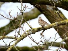 Boomleeuwerik  20240319  Oude Buisse Heide