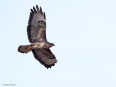 Buizerd  20240322  Voor de buizerd hoef je niet heel vroeg uit bed. Beter even wachten tot de ochtendzon goed door komt en de grond gaat opwarmen. Dan ontstaat wat opstijgende lucht en daar houden ze van. Lekker lui met gespreide vleugels op die lucht wat rondjes draaien, dat is hun ding. Je ziet ze toch grote hoogte stijgen. Met hun goede ogen zien ze jou op de grond nog beter.