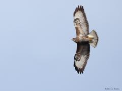 Buizerd  20240322  Voor de buizerd hoef je niet heel vroeg uit bed. Beter even wachten tot de ochtendzon goed door komt en de grond gaat opwarmen. Dan ontstaat wat opstijgende lucht en daar houden ze van. Lekker lui met gespreide vleugels op die lucht wat rondjes draaien, dat is hun ding. Je ziet ze toch grote hoogte stijgen. Met hun goede ogen zien ze jou op de grond nog beter.