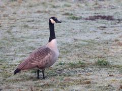 Grauwe gans / Canadese gans  20240308  Gisterenochtend was ik voor de zon al bij de Flesch in de Pannenhoef. Ik hoopte daar de grote lijster te horen of te zien. Maar helaas, niets daarvan. Bleven over de vaste gasten zoals deze ganzen. Het had aan de grond nog wat gevroren wat in dit vroege uur nog goed te zien is.