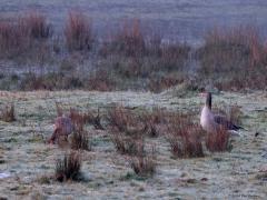 Grauwe gans / Canadese gans  20240308  Gisterenochtend was ik voor de zon al bij de Flesch in de Pannenhoef. Ik hoopte daar de grote lijster te horen of te zien. Maar helaas, niets daarvan. Bleven over de vaste gasten zoals deze ganzen. Het had aan de grond nog wat gevroren wat in dit vroege uur nog goed te zien is.