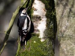 Grote bonte specht  20240326  Gisteren kon ik in de Pannenhoef zowel het volwassen mannetje als het volwassen vrouwtje van de grote bonte specht fotograferen. Mannetje en vrouwtje zijn goed uit elkaar te houden. Het vrouwtje heeft namelijk helemaal geen rood op de kop. Was het altijd maar zo makkelijk.