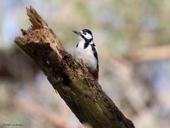 Grote bonte specht  20240326  Gisteren kon ik in de Pannenhoef zowel het volwassen mannetje als het volwassen vrouwtje van de grote bonte specht fotograferen. Mannetje en vrouwtje zijn goed uit elkaar te houden. Het vrouwtje heeft namelijk helemaal geen rood op de kop. Was het altijd maar zo makkelijk.