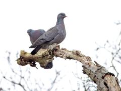 Holenduif  20240318  De meeste holenduiven hebben weer een partner voor het komende broedseizoen gevonden. Ze broeden inderdaad in holen, van allerlei aard. Hun nest is enkel met wat takjes bedekt. In de regel worden twee eieren gelegd die na ca. 16 dagen uitkomen. De jongen zitten zo'n 24 dagen op het nest. Ze zijn na 37-40 dagen zelfstandig. Per jaar broeden ze zeker twee keer maar ook tot vier keer komt voor.