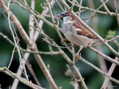 Huismus  20240210  Rielsche Heide