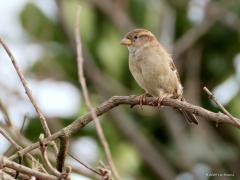 Huismus  20240210  Rielsche Heide