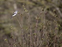 Klapekster  20240314  Vers van de sensor. Met andere woorden, de klapekster liet zich vanmorgen weer zien in de Pannenhoef. Het ochtend zonnetje paste er prima bij. Er werd weer een leuke show opgevoerd; hoog in een takje zitten, goed rond kijken, snel in het gras duiken, daar een insect op pikken, terug hoog in de tak gaan zitten.