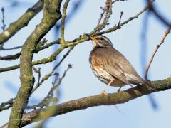 Koperwiek  20240330  Deze koperwieken kwam op 14 maart tegen in de Pannenhoef. Ik zag ze foerageren in een weide. Ik werd al op grote afstand opgemerkt en de vogels vlogen snel op om heel hoog in een boom veiligheid te zoeken. Helemaal niet nodig om zo snel al op te vliegen vind ik maar ze zijn best schuw helaas. Na deze datum heb ik er niet veel meer gezien. Toch zullen er nog wel een aantal in onze streek hebben rond gevlogen. Maar niet lang meer want dit zijn de laatste weken dat ze ons land bezoek