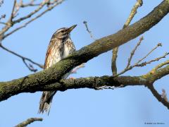 Koperwiek  20240330  Deze koperwieken kwam op 14 maart tegen in de Pannenhoef. Ik zag ze foerageren in een weide. Ik werd al op grote afstand opgemerkt en de vogels vlogen snel op om heel hoog in een boom veiligheid te zoeken. Helemaal niet nodig om zo snel al op te vliegen vind ik maar ze zijn best schuw helaas. Na deze datum heb ik er niet veel meer gezien. Toch zullen er nog wel een aantal in onze streek hebben rond gevlogen. Maar niet lang meer want dit zijn de laatste weken dat ze ons land bezoek