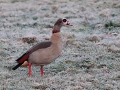 Nijlgans  20240313  Een week terug was er nog lichte vorst aan de grond. Als je dan vroeg uit bed gaat herken je dat aan het witte gras. Nijlganzen zijn altijd vroeg wakker en trekken zich niets aan van een beetje vorst. Dit stelletje ging al vroeg op pad om wat eetbaars te vinden. Uiterlijk is er geen echt verschil tussen mannetje en vrouwtje.