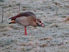 Nijlgans  20240313  Een week terug was er nog lichte vorst aan de grond. Als je dan vroeg uit bed gaat herken je dat aan het witte gras. Nijlganzen zijn altijd vroeg wakker en trekken zich niets aan van een beetje vorst. Dit stelletje ging al vroeg op pad om wat eetbaars te vinden. Uiterlijk is er geen echt verschil tussen mannetje en vrouwtje.