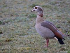 Nijlgans  20240327  Het verenkleed van eendachtigen is vaak een hele uitdaging voor fotografen. Dit omdat in de veren vaak heel veel hele fijne streepjes zitten. Het valt echt niet mee om die fijne streeptekening natuurlijk scherp op de foto te krijgen. De nijlgans kent ook van die streepjes. De nijlgans wordt ook wel vosgans of Egyptische gans genoemd en is een eendachtige vogel uit de familie Anatidae (zwanen, ganzen en eenden), ook wel een halfgans genoemd.