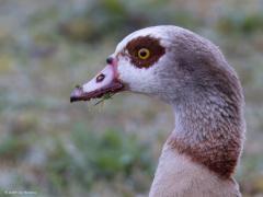 Nijlgans  20240327  Het verenkleed van eendachtigen is vaak een hele uitdaging voor fotografen. Dit omdat in de veren vaak heel veel hele fijne streepjes zitten. Het valt echt niet mee om die fijne streeptekening natuurlijk scherp op de foto te krijgen. De nijlgans kent ook van die streepjes. De nijlgans wordt ook wel vosgans of Egyptische gans genoemd en is een eendachtige vogel uit de familie Anatidae (zwanen, ganzen en eenden), ook wel een halfgans genoemd.