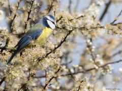 Pimpelmees  20240325  De sleedoorn staat al even in bloei. De pimpeltjes kleuren daar goed bij. Ik denk dat ieder gezond persoon blij wordt van een dergelijk pimpeltje. Ik wel in ieder geval.