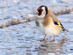 Putter  20240228  In de winter kun je ze langs de weg bij waterplasjes wel aantreffen. Ze zijn heel het jaar aanwezig in ons land. Er wordt nu geschat dat er ca. 60.000 broedpaartjes hier zijn. Rond 1985 waren dat er zeker tienmaal minder, het gaat dus niet zo slecht met deze mooie vink. Het is handig om hun liedje te proberen te herkennen. Is te doen en dan zie je er meteen veel meer.