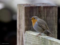 Roodborst  20240304  Tweemaal het vertrouwde roodborstje. Niet in een struik maar op een hek en een paal. Ze zijn met vele en doen niet zo moeilijk, gunnen je best een kiekje.