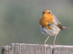 Roodborst  20240304  Tweemaal het vertrouwde roodborstje. Niet in een struik maar op een hek en een paal. Ze zijn met vele en doen niet zo moeilijk, gunnen je best een kiekje.