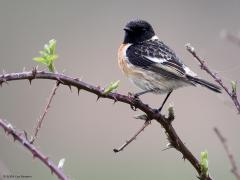 Roodborsttapuit  20240323  Deze tijd van het jaar heeft voordelen als het om vogeltjes fotograferen gaat. Er zitten nog geen grote blaadjes aan struiken en bomen waardoor de vogeltjes nog goed zichtbaar zijn. De blaadjes ontluiken en dat geeft mooi fris groen in het beeld. De hormoontjes van de vogeltjes worden of zijn opgewarmd waardoor ze actief worden en zich goed laten horen en zien. Zoals dit mannetje gisteren in De Matjens.