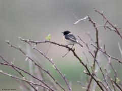 Roodborsttapuit  20240323  Deze tijd van het jaar heeft voordelen als het om vogeltjes fotograferen gaat. Er zitten nog geen grote blaadjes aan struiken en bomen waardoor de vogeltjes nog goed zichtbaar zijn. De blaadjes ontluiken en dat geeft mooi fris groen in het beeld. De hormoontjes van de vogeltjes worden of zijn opgewarmd waardoor ze actief worden en zich goed laten horen en zien. Zoals dit mannetje gisteren in De Matjens.