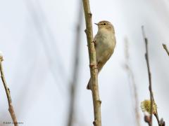 Tjiftjaf  20240309  Deze tjiftjaf fotografeerde ik afgelopen woensdag 6 maart in De Moeren. Zou het een van de eerste zomergasten zijn die terug is? Of is het een van de weinige die tegenwoordig in ons land overwinteren. De takjes en katjes verraden dat het nog best vroeg in het voorjaar is.