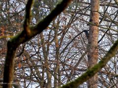 Sijs  20240306 De sijsjes zijn nog volop aanwezig in ons land. Zoals hier in De Moeren. Jammer dat die proppen zo hoog hangen. En wat een gebabbel binnen zo'n groep sijsjes. Aan dat gekeuvel loop je niet voorbij, een heel kenmerkende drukte.