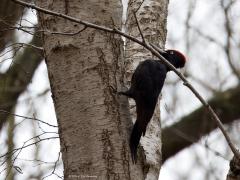 Zwarte specht  20240316  Naar mijn mening een van onze meest bijzondere vogels deze timmerman. Ze zijn best honkvast en laten goed van zich horen.