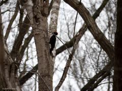 Zwarte specht  20240316  Naar mijn mening een van onze meest bijzondere vogels deze timmerman. Ze zijn best honkvast en laten goed van zich horen.